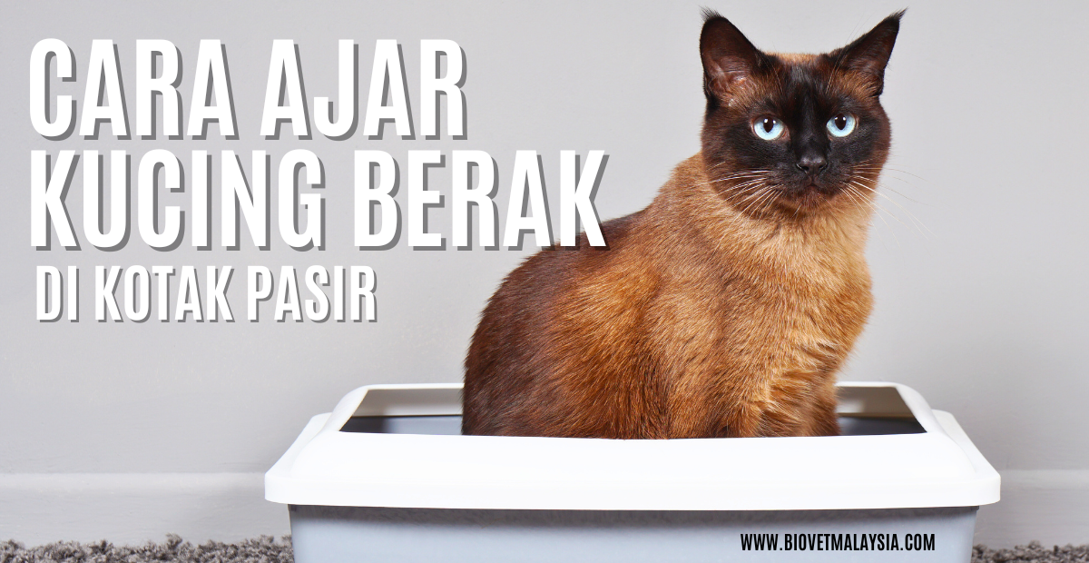 cara ajar kucing berak guna kotak pasir