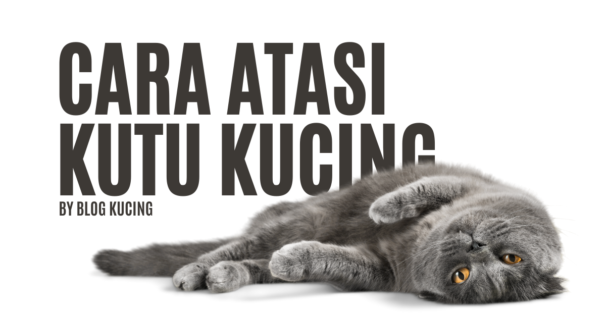 atasi kutu kucing