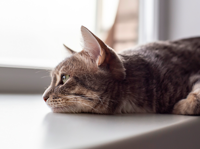 kucing tidak aktif dan bosan