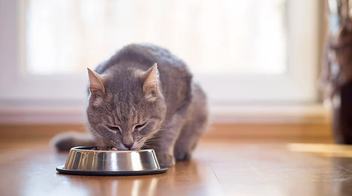 kucing tidak aktif kurang nutrisi