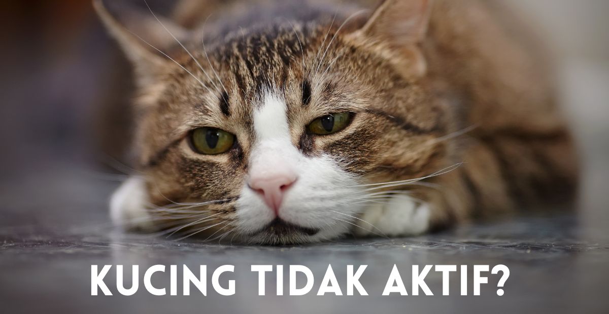 kucing tidak aktif