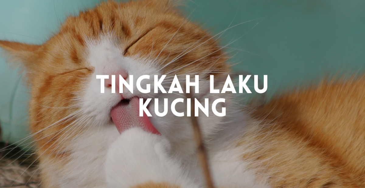 tingkah laku kucing perlu anda tahu