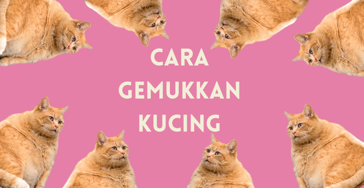 cara gemukkan kucing